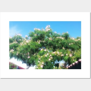 Mimosa Tree Posters and Art